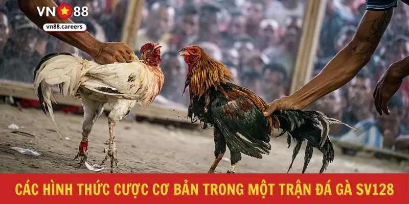 Các hình thức cược cơ bản trong một trận đá gà sv128